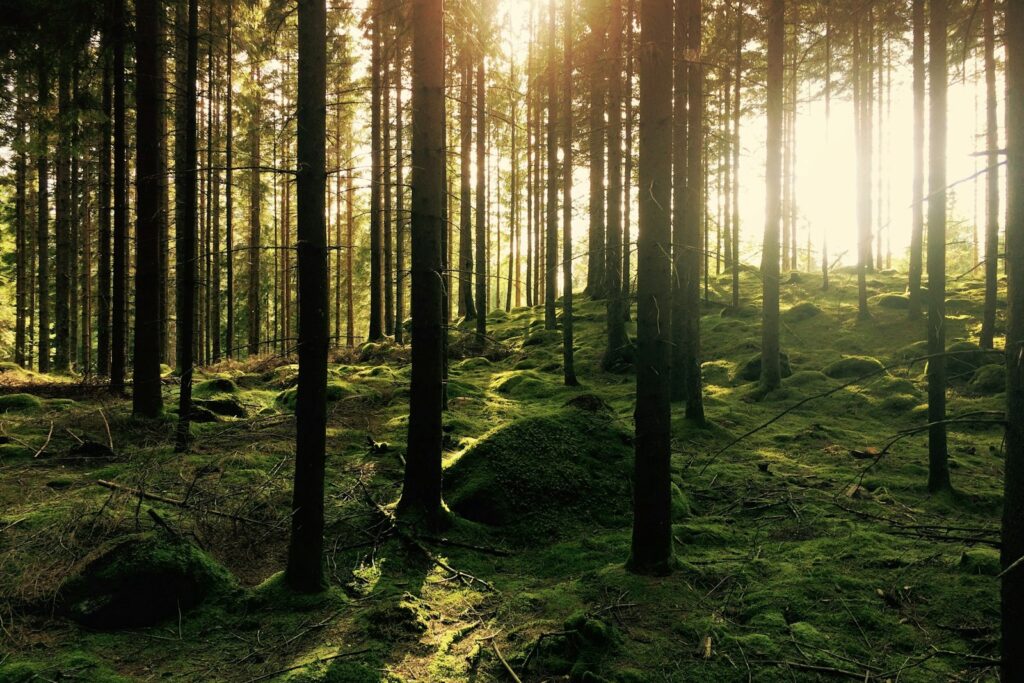 Grön tallskog